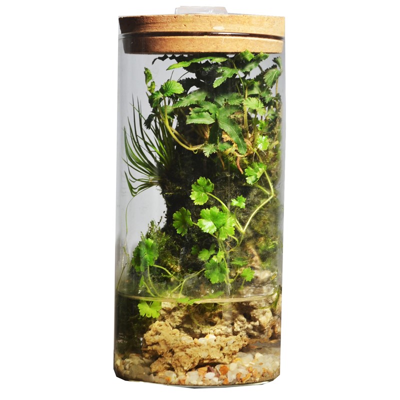 热销苔藓微景观盆栽办公桌小盆景雨林缸菖蒲吸水石玻璃生态瓶礼物