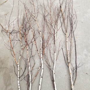 白桦树干枝枯树白树枝仿真v树枝玄关路引造景造型树头干支花艺橱