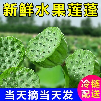 【冷链运输】新鲜莲蓬当天现摘嫩湖南湘莲生吃水果手剥莲子莲蓬