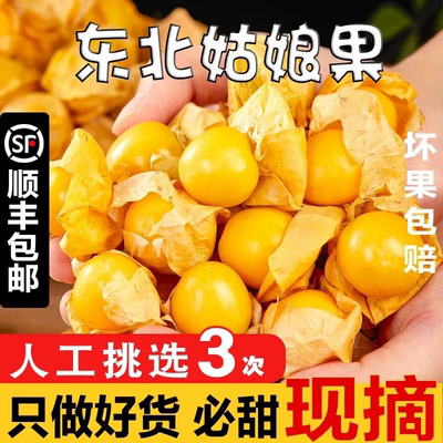 【顺丰送货上门】现摘姑娘果整箱东北灯笼果应季洋菇香甜特产新鲜