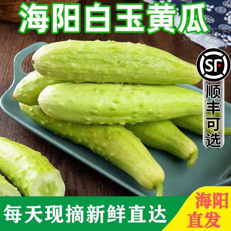 山东海阳奶油白玉小黄瓜新鲜现摘现发即食水果青瓜清脆无刺黄瓜