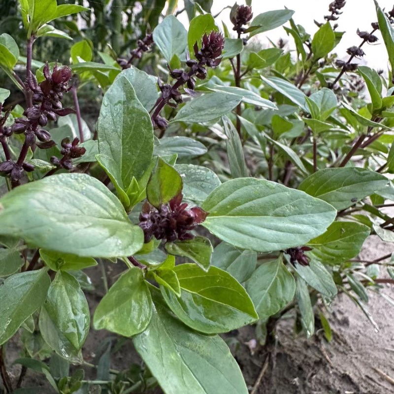 热销六合草药 香包藿香佩兰正气香囊车用家用辟秽恶解时疫中式香