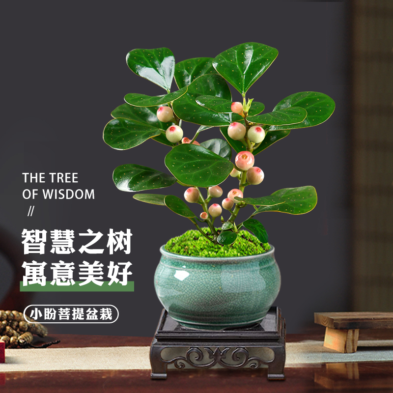 热销小盼菩提树带果盆景植物四季常青室内盆栽禅意摆件办公室客厅