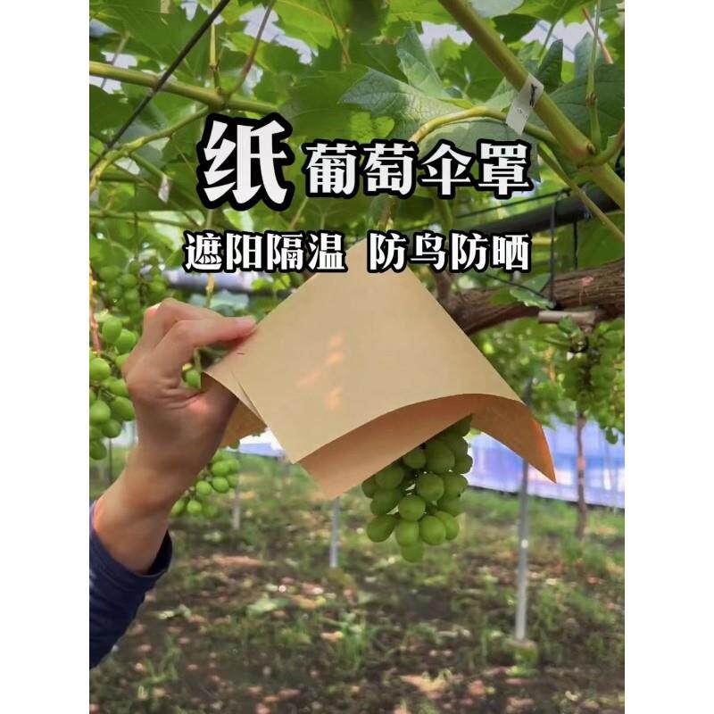 热销阳光玫瑰防雨水伞罩纸葡萄伞帽妮娜皇后防日灼伞袋克伦生防鸟