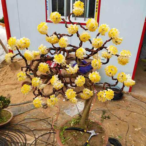 结香花树苗盆栽花卉室内外耐寒打结花梦冬花喜花阳台植物庭院花苗