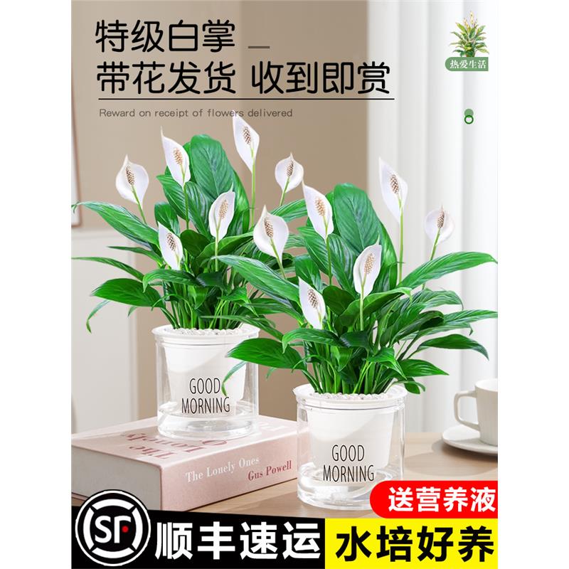 白掌一帆风顺盆栽水培植物室内好养花卉绿植水养红掌四季开花易活