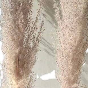 热销网红大芦苇干花大穗落地式客厅摆件拍摄道具婚礼场景布置真花