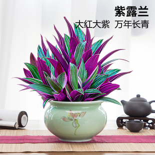 热销千叶油画吊兰紫露兰盆栽办公室内好养植物四季常青客厅净化空