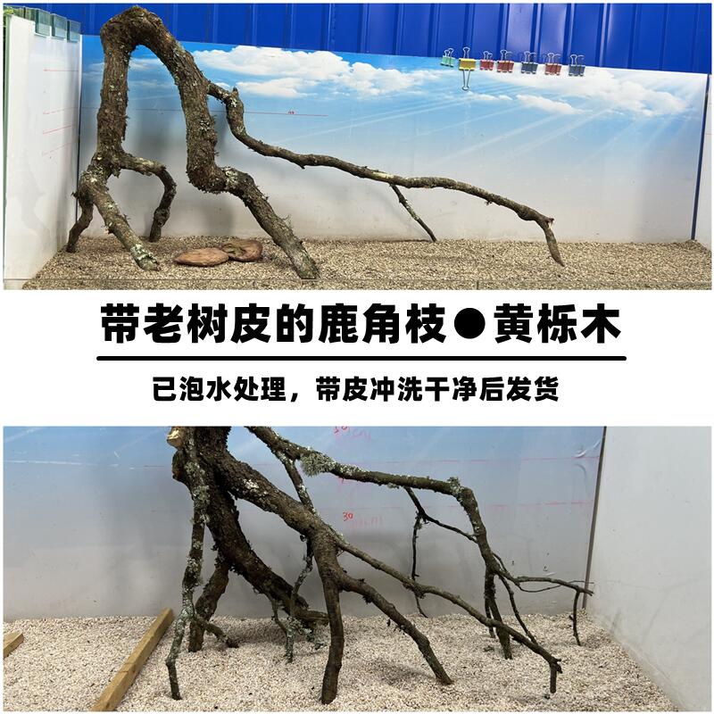 热销鹿角枝黄栎木黄梨木香槟木南美鱼缸造景沉木倒挂树枝树形木艺