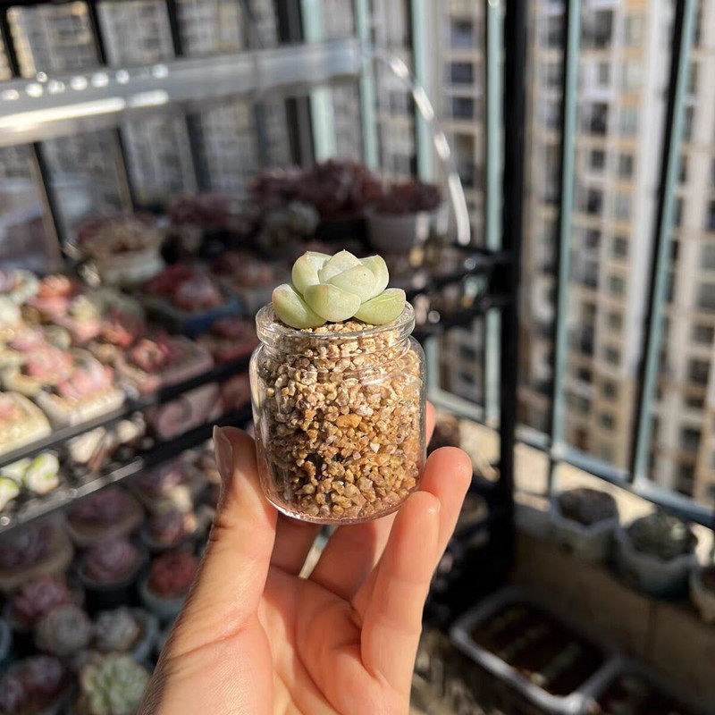热销透明玻璃瓶多肉瓶花盆迷你肉肉种植花盆家用简约迷你小吊篮