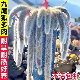 『清仓9.9起!毛茸茸九尾狐多肉一物一拍 直播抢完无』紫花猴尾柱