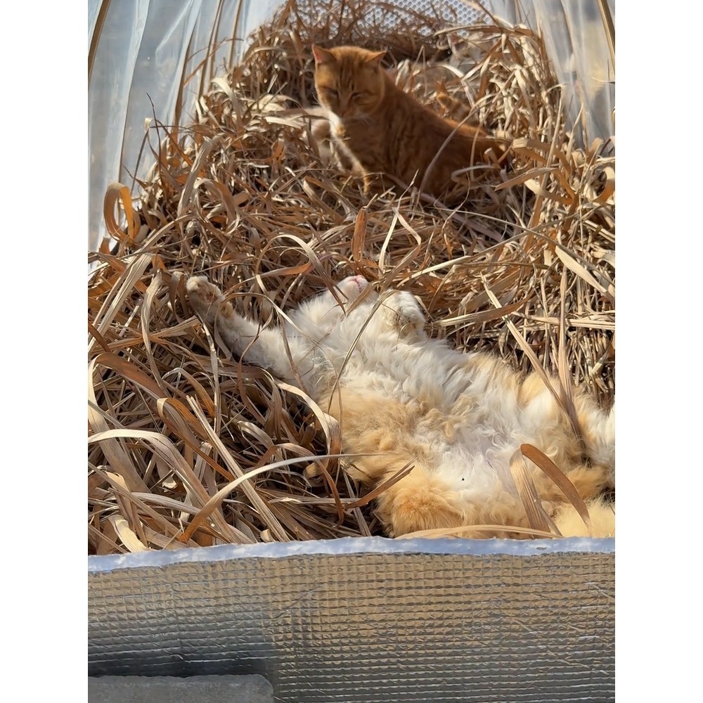 流浪猫户外窝大棚猫咪御寒保暖庇护所过冬天神器喂食屋遮雨棚帐篷
