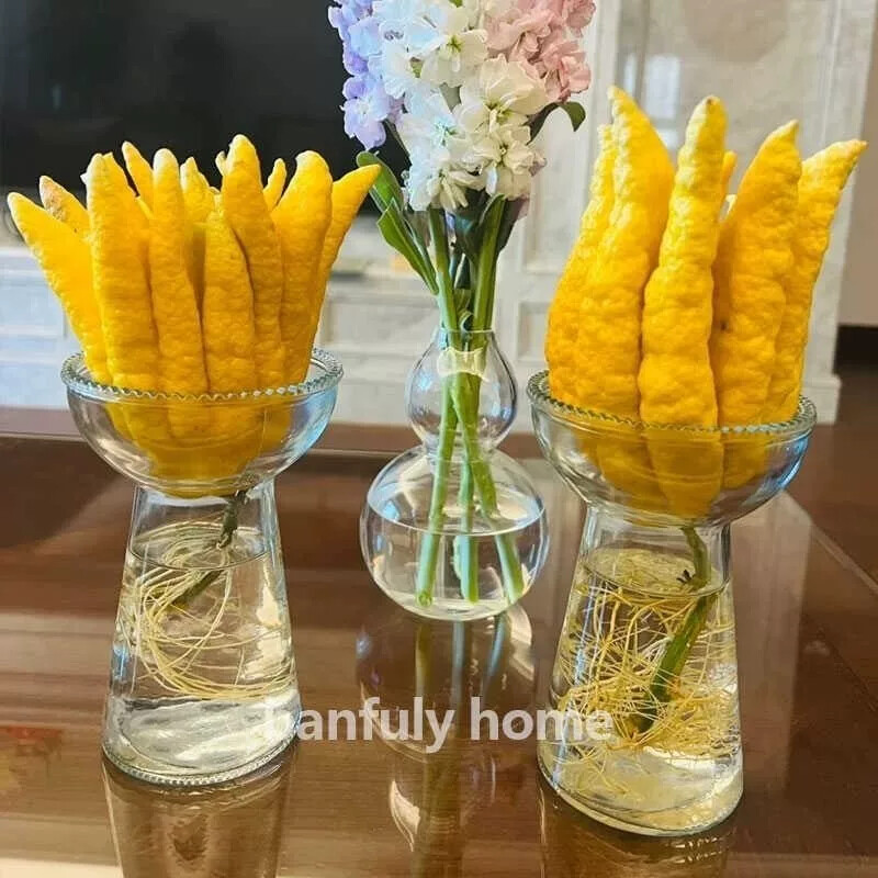 佛手柑花瓶水培器皿花盆观赏插花创意陶瓷玻璃水养摆件容器养花