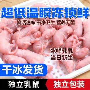 冰冻红皮乳鼠粉皮白霜跳跳喂蛇冰鲜小白鼠喂猫宠物蛇食物角蛙饲料