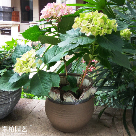 绣球花/八仙花/紫阳花/七变化/洋绣球/粉团花/花卉植物盆栽/重庆