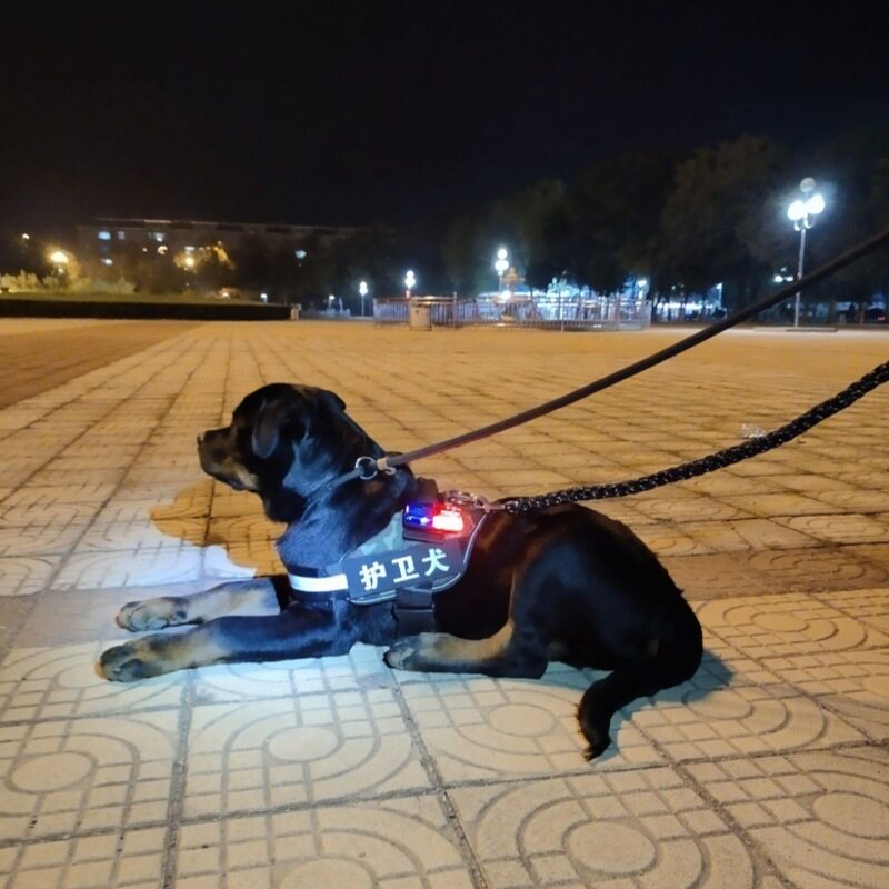 狗狗夜行灯遛狗夜灯胸背带柯基柴犬金毛迷你杜宾绳闪光灯防走丢失