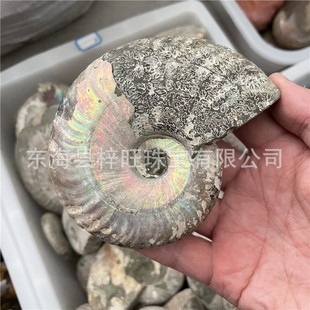 马达加斯加天然斑彩螺化石七彩叶菊石海螺化七彩白螺化石螺摆件