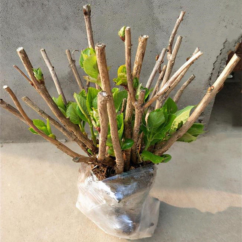 绣球花苗老桩15年大苗老根八仙花无尽夏K庭院阳台耐寒好养植物花