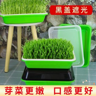 豆芽盘发芽盆水培黄绿黑豆芽苗菜种植蔬菜豆芽机桶罐W专用泡发神