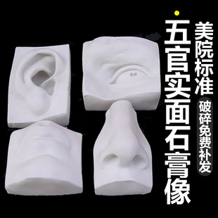 五官实面石膏像五官切面摆件石膏美术教具素描绘画美术静物石膏像