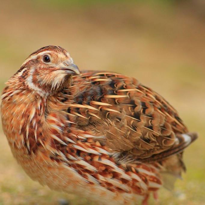 鹌鹑活苗下蛋鸟青年鹌p鹑鸟种鸡繁殖宠物鸟鹌鹑活苗阳台养殖鸡包