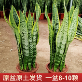 金边虎皮兰客厅大棵绿植吸甲醛 室内盆栽植物好养大型净化空气