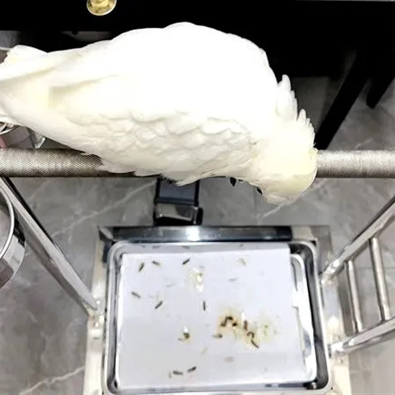 热销不锈钢站架梯子架磨砂站杆加厚不锈钢中大型站架玄凤灰机