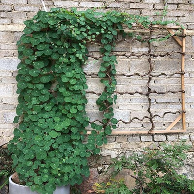 云南特色多肉山乌龟红藤山乌龟植物绿藤血藤爬藤绿植包活室内耐阴