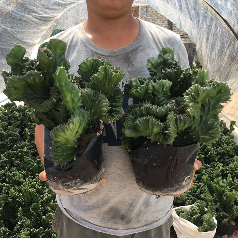 玉麒麟盆栽仙人掌绿植彩色 麒麟掌盆景室内阳台好养多肉植物花卉