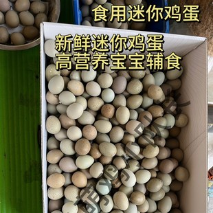 高营养宝宝辅食芦丁蛋迷你鸡蛋网红鸡阳台鸡宠物家庭养殖芦丁鸡蛋