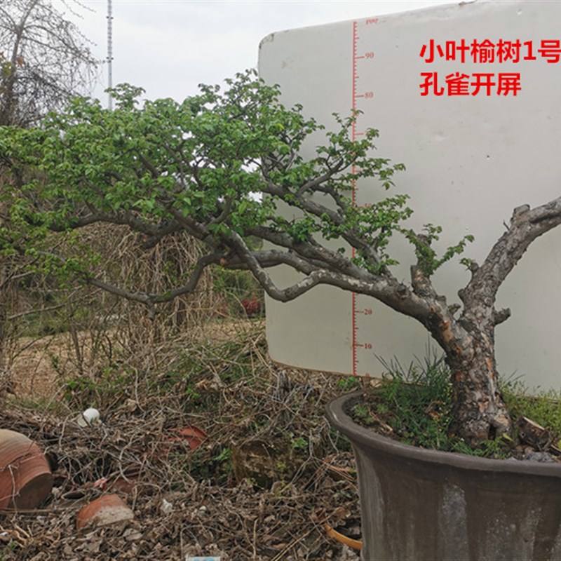 小叶榆树盆景朴榆盆景小叶榔榆朴榆老桩怪桩中高端大型盆景
