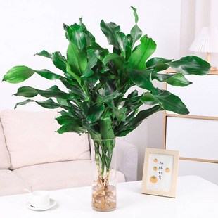 大型水培螺纹铁北欧风高杆摇钱树发财树客厅净化空气四季常青植物