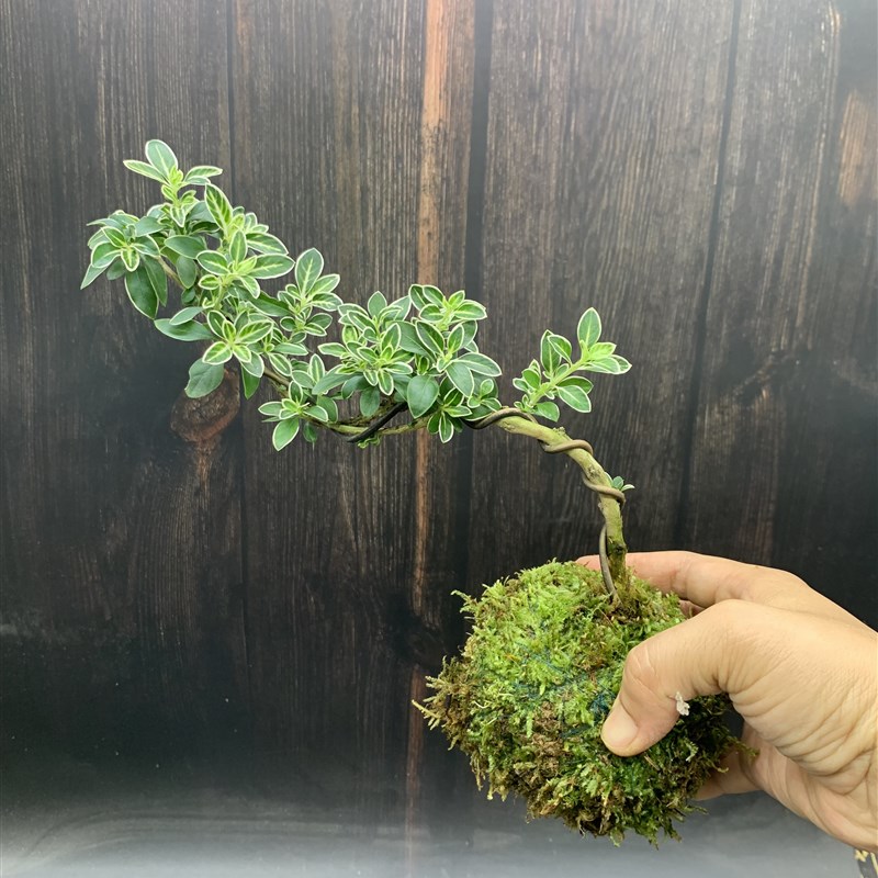 苔藓球金边提根悬崖六月雪小盆景白花禅意阳台好养桌面盆栽微景观