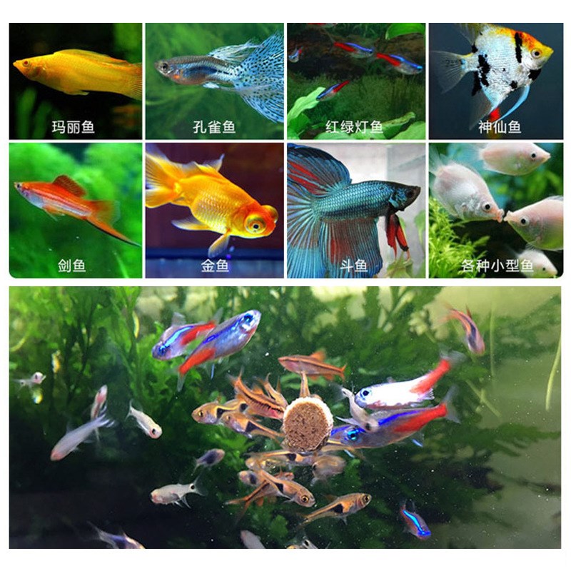 SISO喜莎小型热带鱼饲料观赏鱼孔雀鱼饲料金鱼鱼粮灯鱼斗鱼灯科鱼