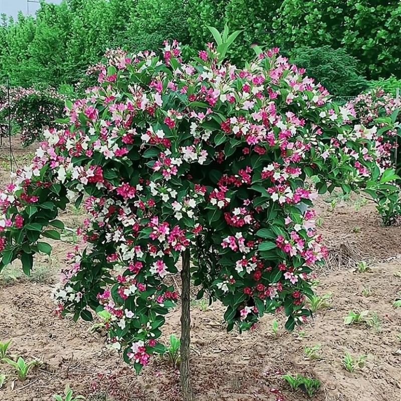 五彩锦带花树苗耐寒耐热庭院绿化风景树红王子锦带花苗盆栽花卉