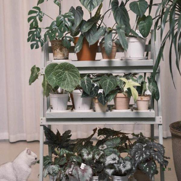 绿植置物架MBA肉架花架子阳台多多落地式实木植物摆层放架移动花,鲜花速递/花卉仿真/绿植园艺,其它园艺用品,淘宝优惠券,粉丝福利购,淘宝优惠卷