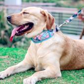 狗狗牵引绳项圈防勒脖颈柯基拉布拉多小中大型柴犬防咬挣脱遛狗链