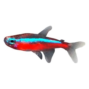 新款宝莲灯鱼小型灯鱼红绿灯科鱼缸水草缸群游新手淡水鱼热带观赏