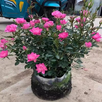 天河繁星月季多头微型室内盆栽花卉四季开花庭院阳台盆地栽耐寒热