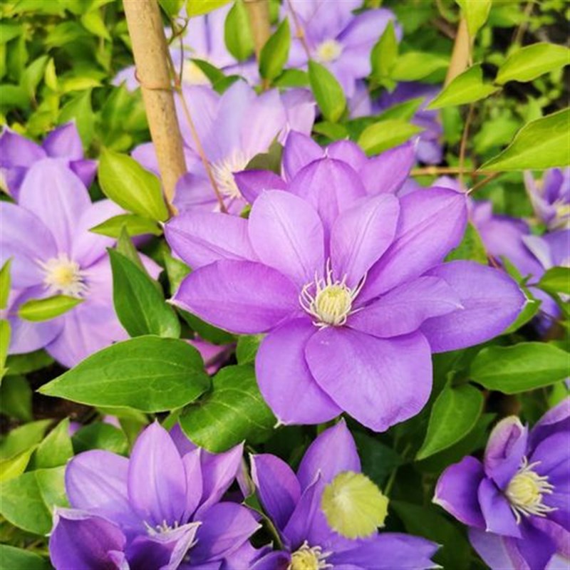 矮生铁线莲重瓣爬藤带花苗攀援庭院花卉盆栽地栽观花植物室内四季