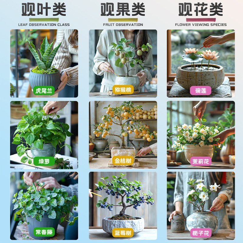 植物缓释营养棒缓释肥家庭园艺通用肥多肉盆栽绿植花卉发财树肥料