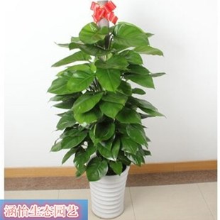 绿萝柱盆栽办公室走廊大叶绿萝客厅绿色植物大绿植