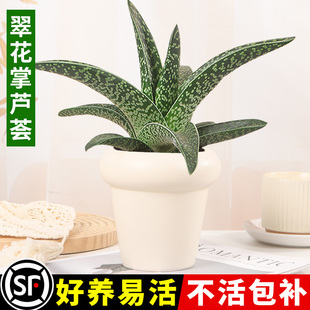 芦荟盆栽翠花掌芦荟室内桌面净化空气花绿植办公桌仙人掌多肉植物