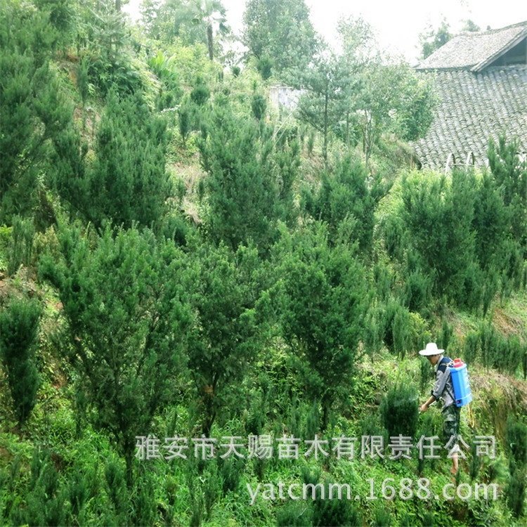曼地亚红豆杉绿化树耐寒遮荫防风
