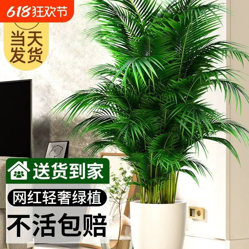 散尾葵植物盆栽客厅绿植室内落地办公室带盆吸甲醛绿萝带盆除甲醛