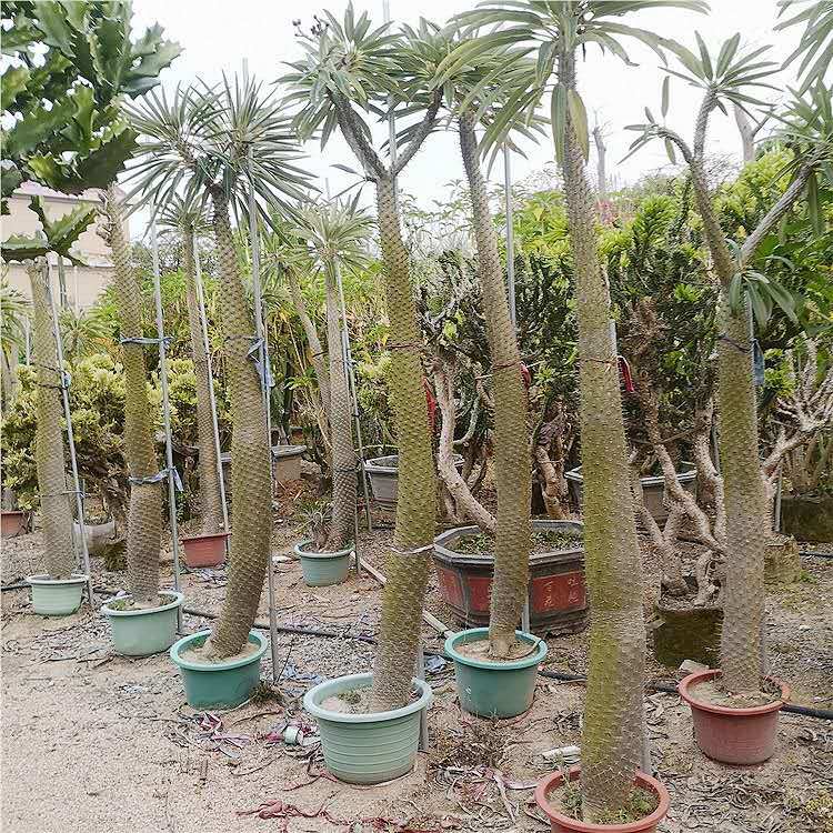非洲霸王树 热带沙漠植物 棒槌树密刺瓶干树 现代观光园多浆植物