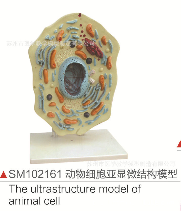 SM102161动物细胞亚显微结构模型