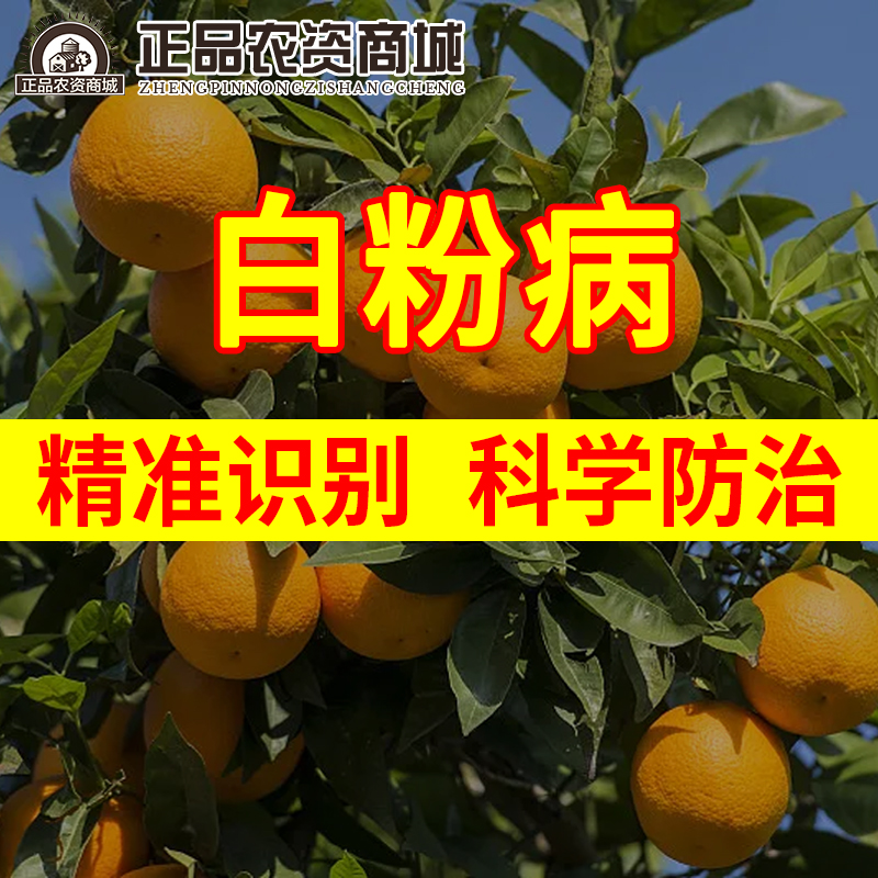 白粉病精准识别与科学防治