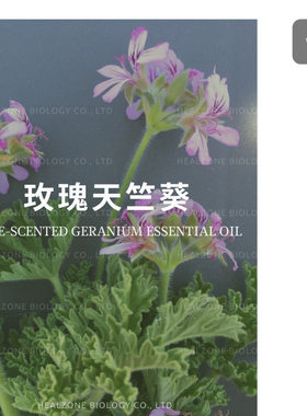 （埃及）玫瑰天竺葵【产地直供+醇郁香甜+金黄色油液】