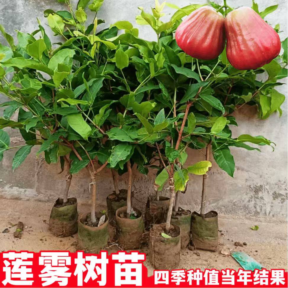 莲雾树苗黑金刚庭院地栽大叶红莲雾黑糖芭比果树果苗飞弹莲雾